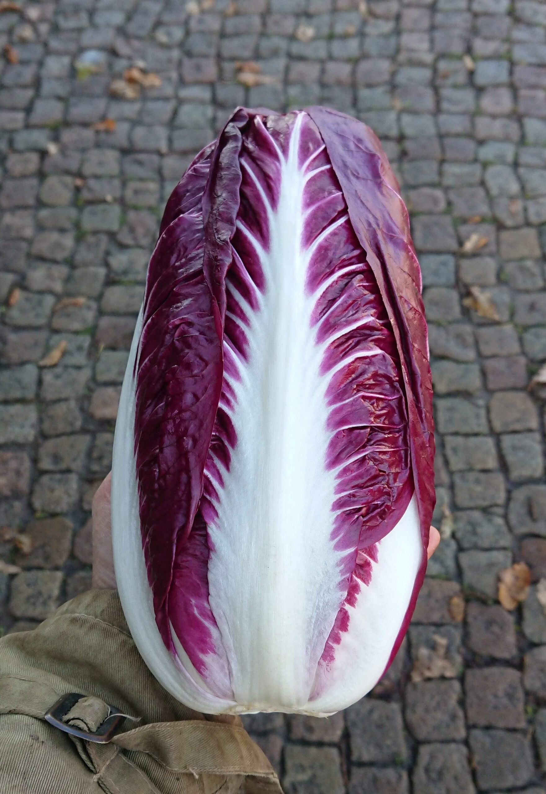 You are currently viewing Radicchio grigliato in agrodolce